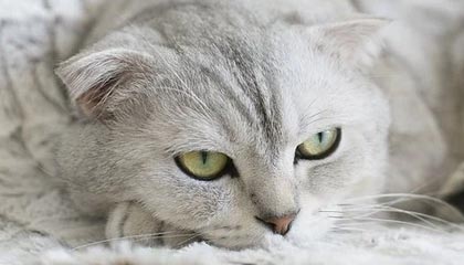 国际佛罗塔梅萨度罗焦点斯不仅再次见榜个人解析迷。