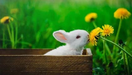 爱游戏体育_ 世俱杯：顶级俱乐部为荣耀而战，世俱杯官网